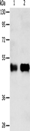 SERPINA5 Polyclonal Antibody (E-AB-14445)