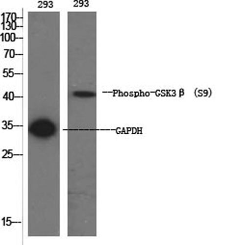 Phospho-GSK3 beta (Ser9) Polyclonal Antibody (E-AB-20886)
