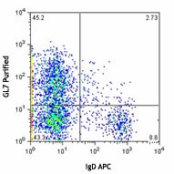 Purified anti-mouse/human GL7 Antigen (T and B cell Activation Marker) Antibody (144601)