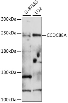 CCDC88A Polyclonal Antibody (E-AB-91437)