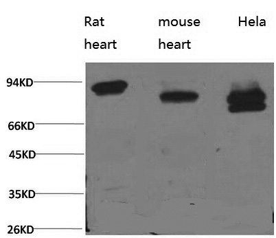 STAT3 Monoclonal Antibody (E-AB-22166)
