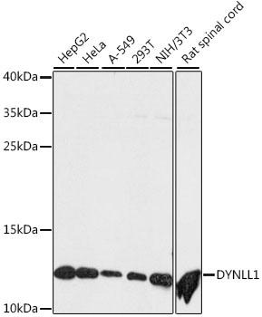 DYNLL1 Polyclonal Antibody (E-AB-66295)