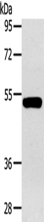 GJA9 Polyclonal Antibody (E-AB-15577)