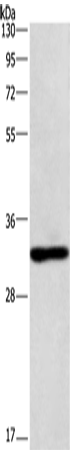 NAPSA Polyclonal Antibody (E-AB-14595)