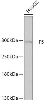 F5 Polyclonal Antibody (E-AB-65982)