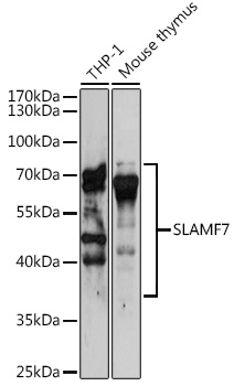 SLAMF7 Polyclonal Antibody (E-AB-68382)
