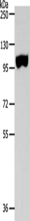 SPAG1 Polyclonal Antibody (E-AB-15858)