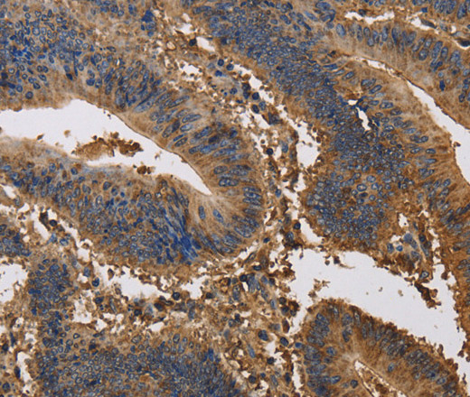 KCNG1 Polyclonal Antibody (E-AB-13354)