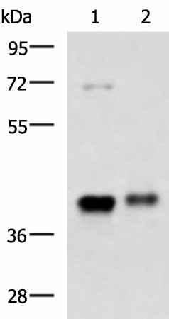 GNAZ Polyclonal Antibody (E-AB-18228)