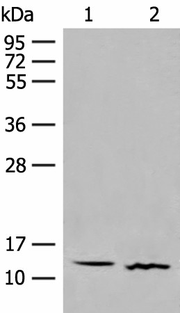 GALP Polyclonal Antibody (E-AB-17983)