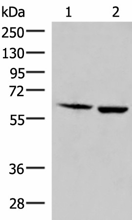 JRKL Polyclonal Antibody (E-AB-18147)