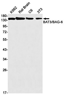 Recombinant BAT3 Monoclonal Antibody (E-AB-81460)