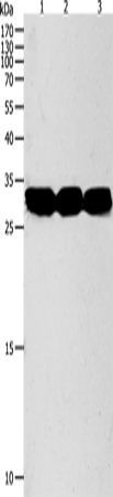 NIT2 Polyclonal Antibody (E-AB-16003)