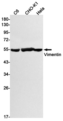 Recombinant Vimentin Monoclonal Antibody (E-AB-81438)