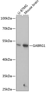 GABRG1 Polyclonal Antibody (E-AB-64959)