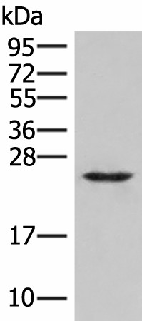 MRAS Polyclonal Antibody (E-AB-53432)