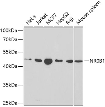 NR0B1 Polyclonal Antibody (E-AB-60425)