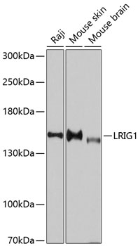 LRIG1 Polyclonal Antibody (E-AB-63339)