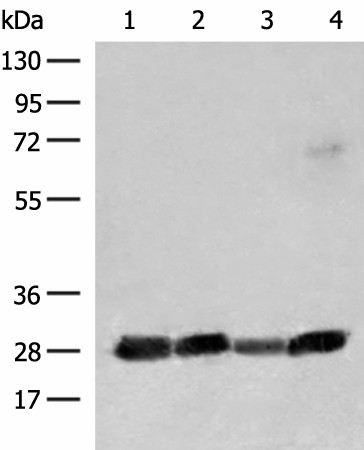 CD48 Polyclonal Antibody (E-AB-18799)
