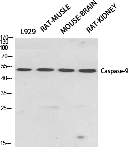 CASP9 Polyclonal Antibody (E-AB-30760)
