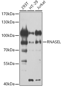 RNASEL Polyclonal Antibody (E-AB-62896)