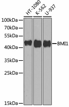 BMI1 Polyclonal Antibody (E-AB-60015)