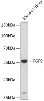 FGF9 Polyclonal Antibody (E-AB-67751)