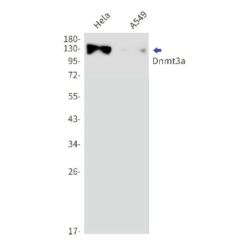Recombinant Dnmt3a Monoclonal Antibody (E-AB-81503)