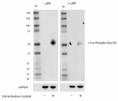 Purified anti-c-Fos Phospho (Ser32) Antibody (631251)