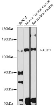 RASIP1 Polyclonal Antibody (E-AB-92060)