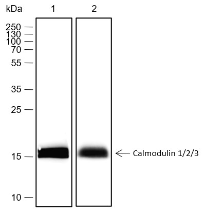 Recombinant Calmodulin 1/2/3 Monoclonal Antibody (AN301731L)