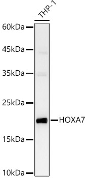 HOXA7 Polyclonal Antibody (E-AB-90525)