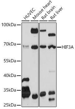 HIF3A Polyclonal Antibody (E-AB-92169)
