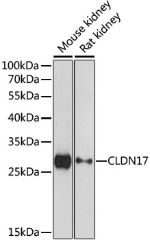 CLDN17 Polyclonal Antibody (E-AB-65219)
