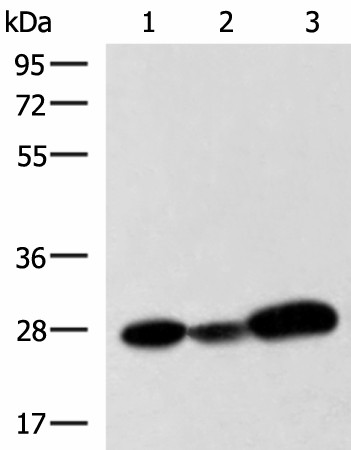 VEGFA Polyclonal Antibody (E-AB-19306)