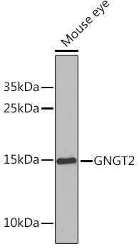 GNGT2 Polyclonal Antibody (E-AB-92989)