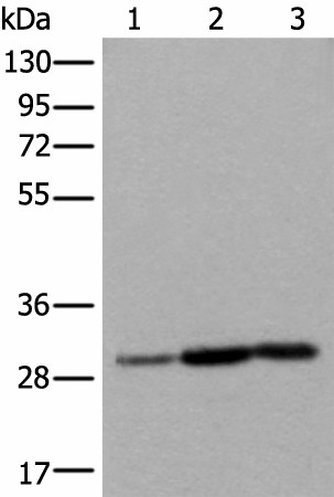 SNRPA Polyclonal Antibody (E-AB-52427)