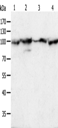 HSP90B1 Polyclonal Antibody (E-AB-10353)