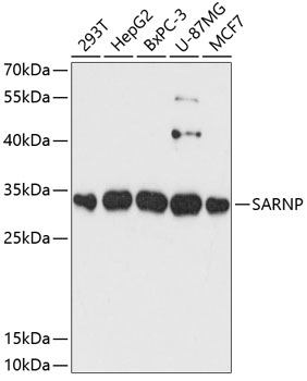 SARNP Polyclonal Antibody (E-AB-64800)