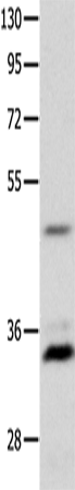 MC1R Polyclonal Antibody (E-AB-12554)
