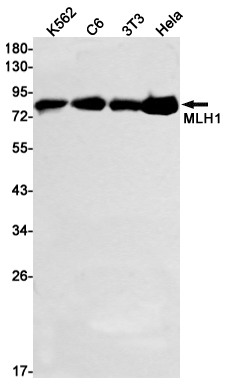 Recombinant MLH1 Monoclonal Antibody (E-AB-81583)