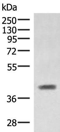 SAMSN1 Polyclonal Antibody (E-AB-19005)
