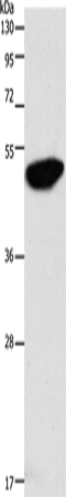 ENO2 Polyclonal Antibody (E-AB-16014)
