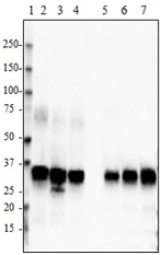 Purified anti-Apo E, 154-162 Antibody (852801)