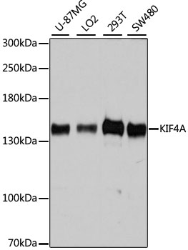 KIF4A Polyclonal Antibody (E-AB-63295)
