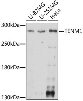 TENM1 Polyclonal Antibody (E-AB-66567)