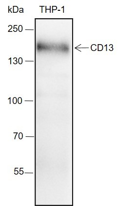Recombinant CD13 Monoclonal Antibody (AN301461L)