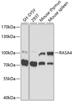 RASA4 Polyclonal Antibody (E-AB-93002)