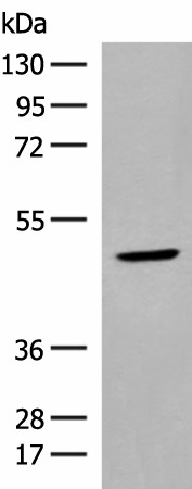 ZBTB8A Polyclonal Antibody (E-AB-18720)