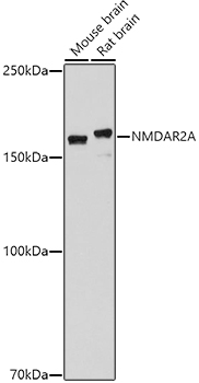 GRIN2A Polyclonal Antibody (E-AB-68258)